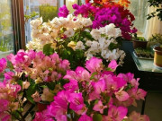 Nhà đẹp - Hoa giấy trồng chỉ thấy lá không thấy hoa, dùng chiêu này hoa nở dày đặc suốt 200 ngày