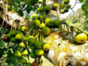 Lifestyle - Loại quả xưa mọc dại, chín rụng đầy gốc giờ trở thành đặc sản được người thành phố ưa chuộng, 110.000 đồng/kg