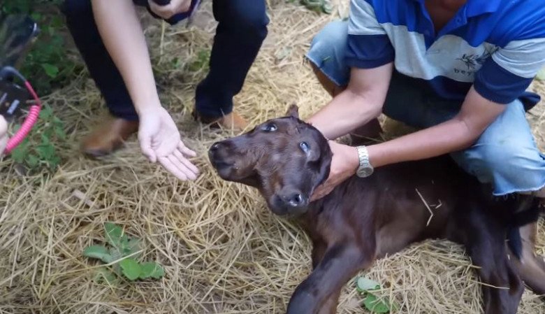 Chú bê 2 đầu 4 mắt của gia đình chị Phụng.