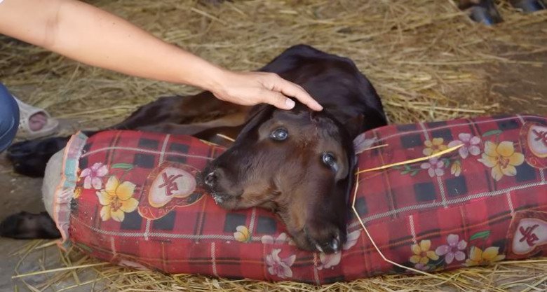 Sau khi sinh, chú bê 2 đầu vẫn nằm một chỗ, chưa thể đứng dậy đi lại.