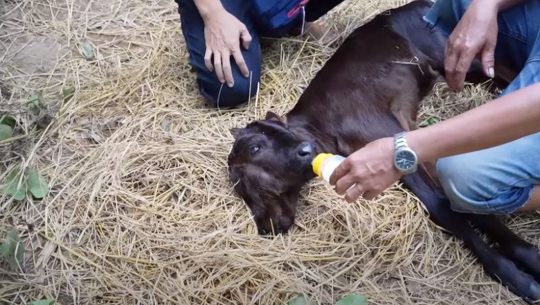 Nó được chồng chị Phụng cho bú sữa.