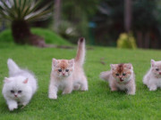 Tin tức - Chàng trai 27 tuổi nuôi mèo Tây cho đỡ buồn, ngờ đâu có thêm thu nhập... cao ngất ngưởng