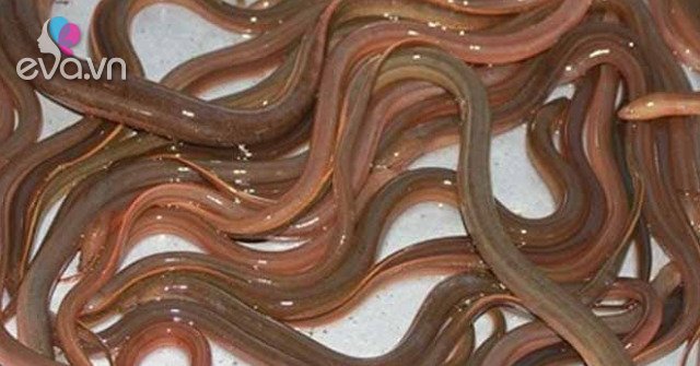 View - Con dài ngoằng vừa nhớt lại vừa tanh, làm thêm bước này sạch bóng, ăn ngon hơn cá