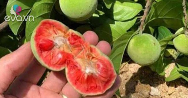 View - Quả xanh vỏ đỏ lòng, xưa ít người ăn nay bán 300.000đ/kg, nấu chung với con giàu đạm được món mát ruột