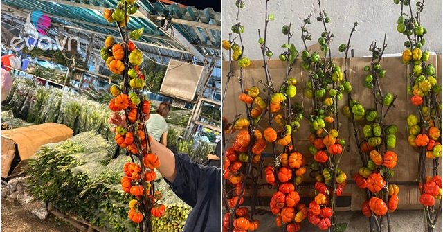View - Trend cắm cành quả mini độc lạ: Vừa xuất hiện trên thị trường đã làm mưa làm gió, có người chi tiền mua một lần chục bó