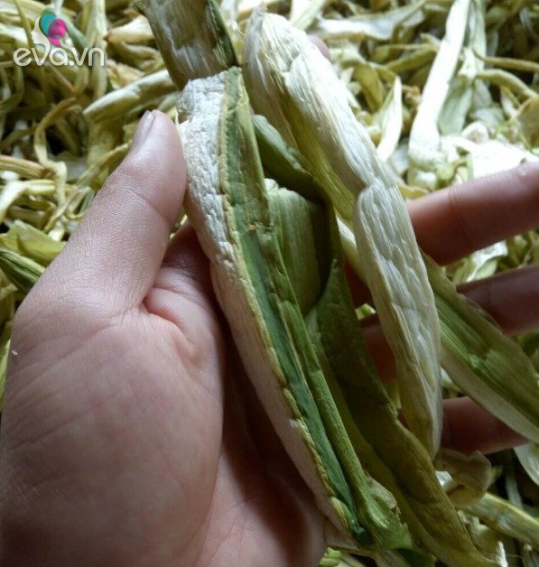 View - Loại rau xưa toàn cho lợn ăn nay xuất khẩu đi nhiều nơi, giá 300.000 đồng/kg, dân thành phố trồng trong thùng xốp được