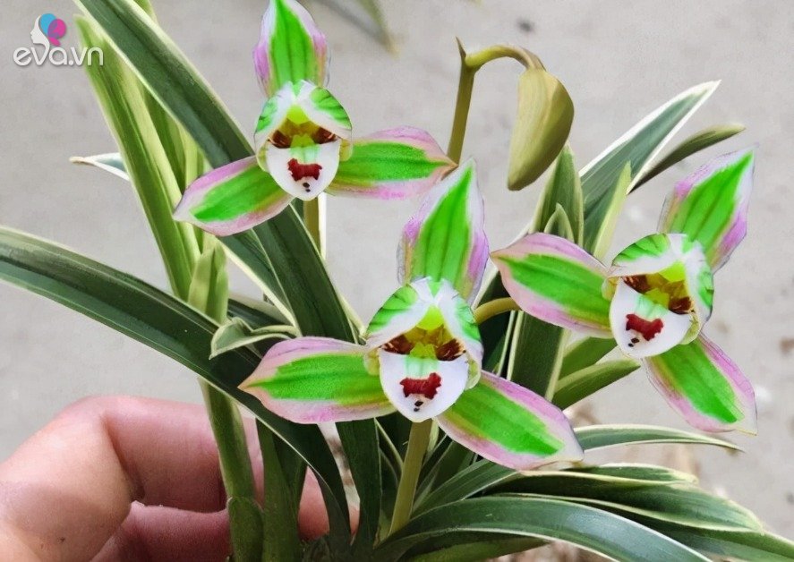 View - Loài hoa lan vừa đẹp lạ, năm ra hoa ít nhất 3 lần, trồng một chậu hương thơm bay khắp nhà