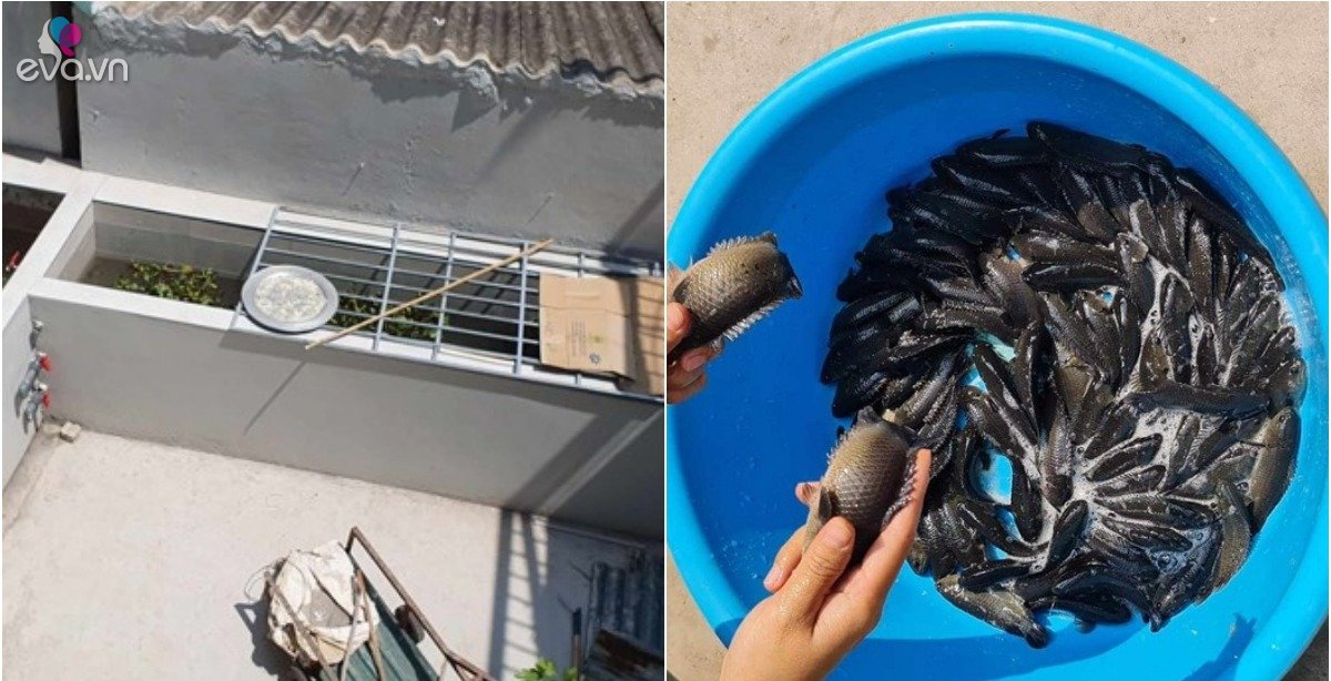 Gallery - Người phụ nữ ở Hà Nội xây bể nuôi cá tại sân nhà, tiết kiệm tiền mua cá cả năm
