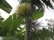 Tiêu dùng - Thứ xưa không ai biết ăn, giờ thành đặc sản vô cùng nổi tiếng nhưng hiếm, giòn sần sật dân thành phố thích mê mẩn