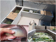 Người phụ nữ ở Hà Nội xây bể nuôi cá tại sân nhà, tiết kiệm tiền mua cá cả năm