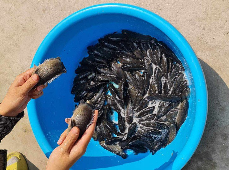 Người phụ nữ ở Hà Nội xây bể nuôi cá tại sân nhà, tiết kiệm tiền mua cá cả năm - 4