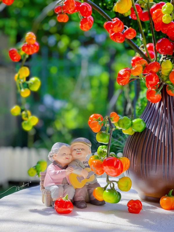 View - Trend cắm cành quả mini độc lạ: Vừa xuất hiện trên thị trường đã làm mưa làm gió, có người chi tiền mua một lần chục bó