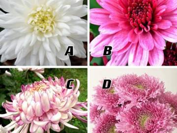 Trắc nghiệm tâm lý: Chọn một bông cúc theo cảm tính và xem may mắn của mình