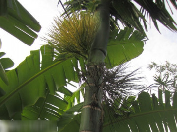 Thứ xưa không ai biết ăn, giờ thành đặc sản vô cùng nổi tiếng nhưng hiếm, giòn sần sật dân thành phố thích mê mẩn