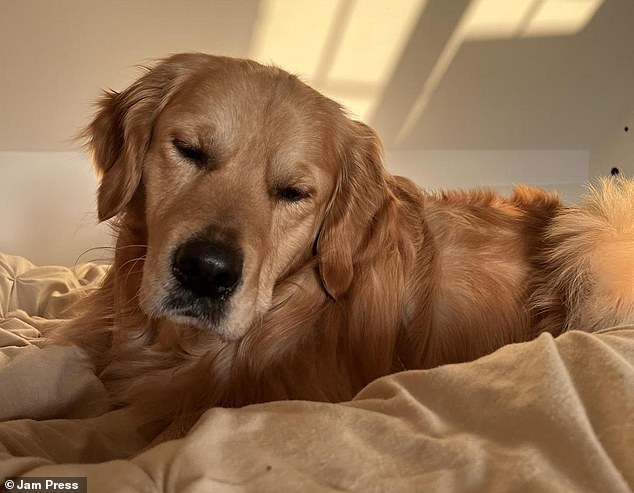 Câu chuyện cảm động về một chú chó sắp qua đời - 10