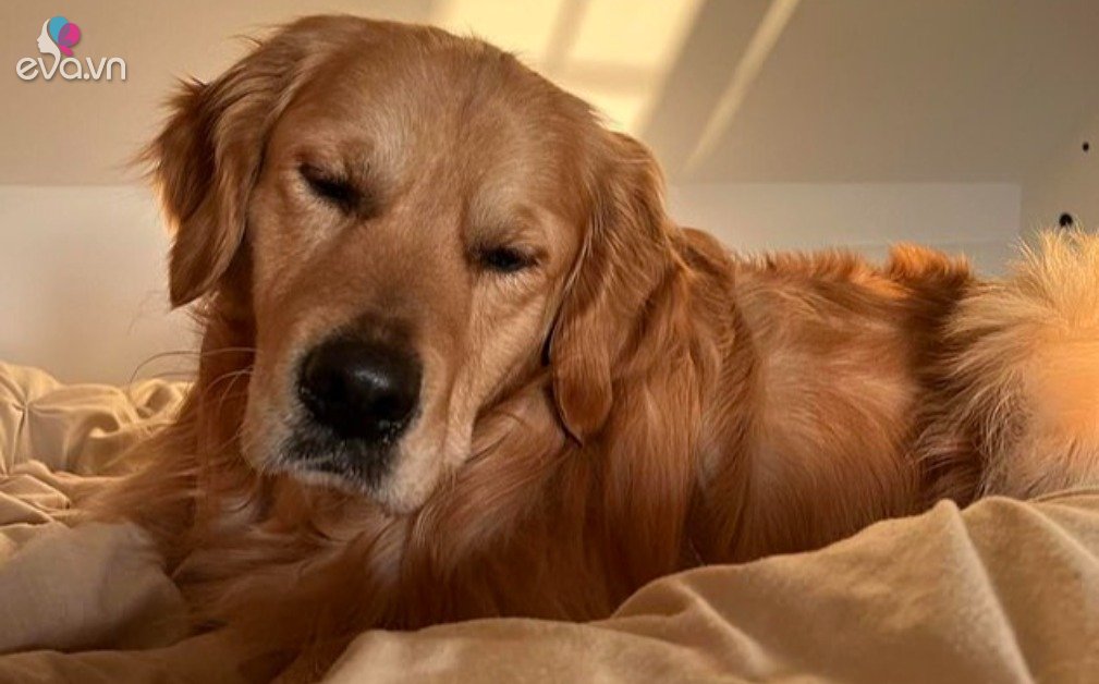 Gallery - Câu chuyện cảm động về một chú chó sắp qua đời