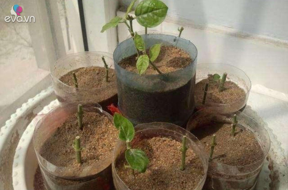 Gallery - Đầu thu hãy cắt cành 6 loại hoa này cắm xuống đất, 10 ngày ra rễ, sang năm hoa nở vỡ chậu