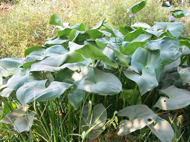 Loại rau mọc dại xưa nhổ vứt đi, nay amp;#34;đổi đờiamp;#34; thành đặc sản ngon nổi tiếng, đặt trước mới mua được - 1