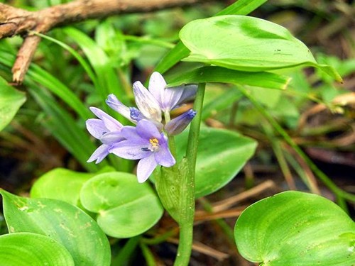 Hoa của cây rau mác cũng có thể chế biến thành nhiều món ngon