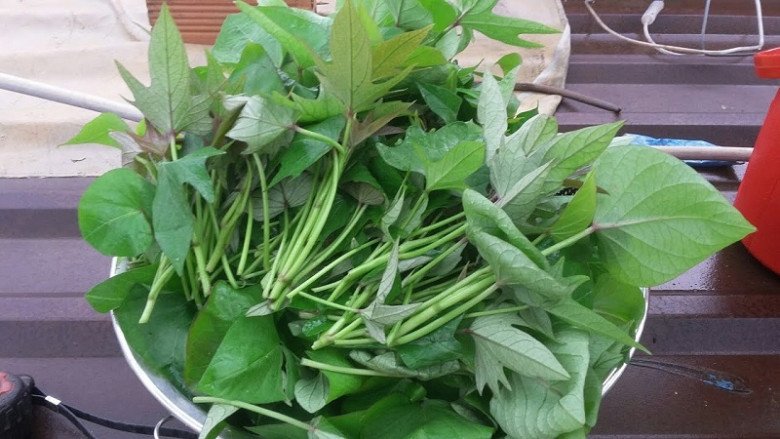 Loại “rau trường thọ” người Nhật ăn hàng ngày, cắt cành cắm vào đất cũng bén rễ, 1 tháng sau cả nhà ăn không hết - 1