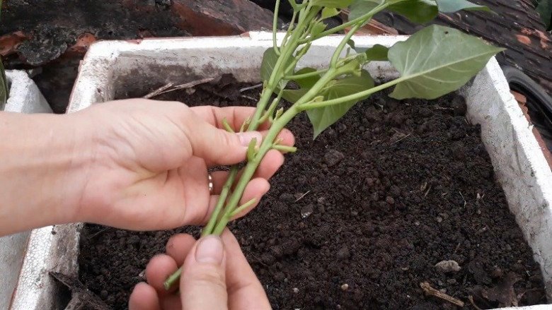 Loại “rau trường thọ” người Nhật ăn hàng ngày, cắt cành cắm vào đất cũng bén rễ, 1 tháng sau cả nhà ăn không hết - 5