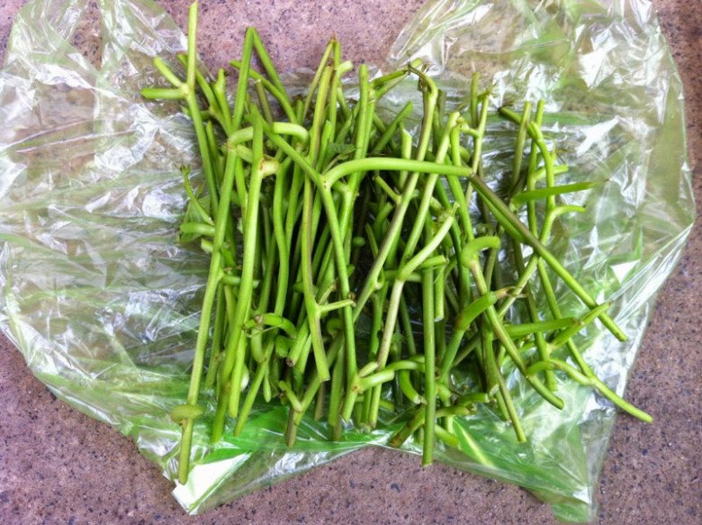 Loại “rau trường thọ” người Nhật ăn hàng ngày, cắt cành cắm vào đất cũng bén rễ, 1 tháng sau cả nhà ăn không hết - 4