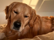 Lifestyle - Câu chuyện cảm động về một chú chó sắp qua đời