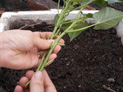 Nhà đẹp - Loại “rau trường thọ” người Nhật ăn hàng ngày, cắt cành cắm vào đất cũng bén rễ, 1 tháng sau cả nhà ăn không hết