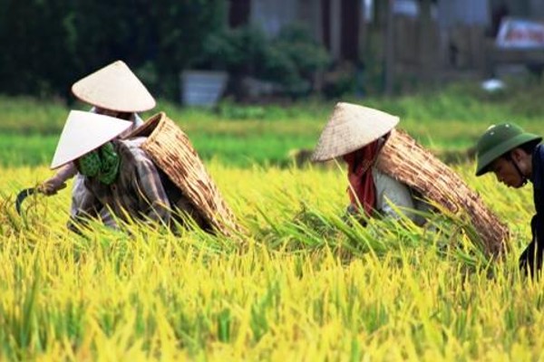 Áo tơi thực chất là loại áo che nắng che mưa do người nông dân sáng tạo ra từ thời xưa.