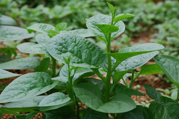 Nhiều người khi nghe thành ngữ này thường liên tưởng đến rau mồng tơi - loại rau thường xuất hiện trong mâm cơm thường ngày.