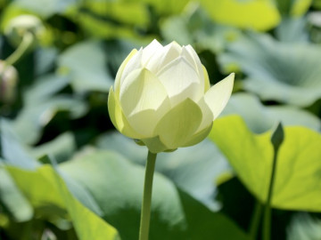 Có thể bình tĩnh, bạn là người hạnh phúc!