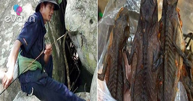 View - "Lộc trời” ở núi Bà đen bò ra từ trong hang đá, dân bắt về phơi khô thành đặc sản, giá 1,5 triệu đồng/kg vẫn khó mua