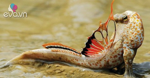 View - Loài cá biết leo cây và "chạy bộ”, thịt rất ngon, là đặc sản trứ danh Thanh Hóa, giá 200.000 đồng/kg