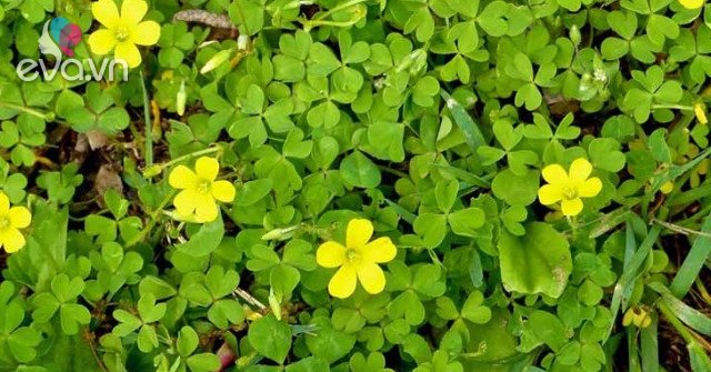 View - Rau dại được ví như sâm đất, nấu với loài bé tí ti được món ngon "tứa nước miếng”, tiếc là ít người biết