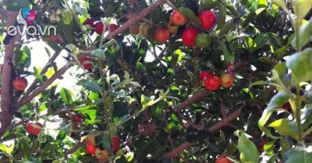 View - Loại quả trồng làm cảnh, nay thành đặc sản mùa hè được dân thành phố ưa chuộng đến lạ, 40.000 đồng/kg