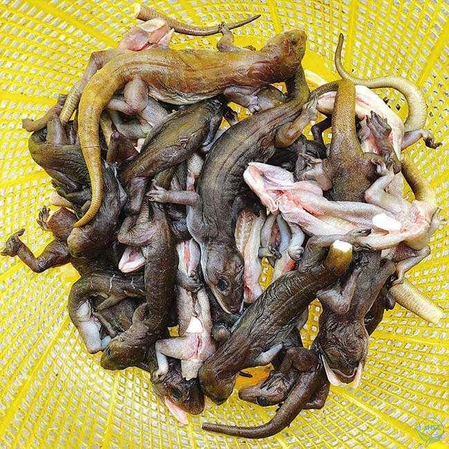 View - "Lộc trời” ở núi Bà đen bò ra từ trong hang đá, dân bắt về phơi khô thành đặc sản, giá 1,5 triệu đồng/kg vẫn khó mua