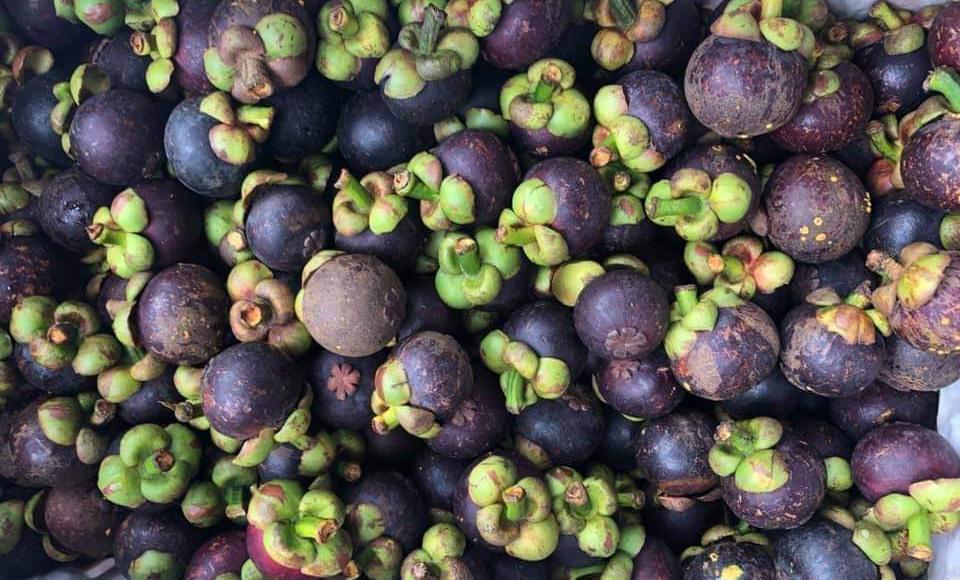 View - Từng có giá 500.000 đồng/kg quả xanh, là nguyên liệu làm món gỏi gà HOT khắp MXH, giờ đang vào chính vụ