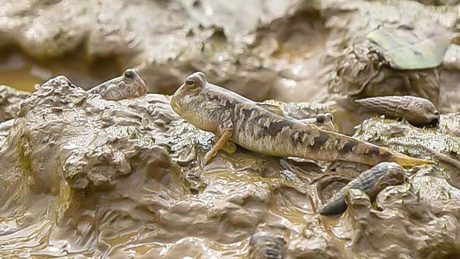 View - Loài cá biết leo cây và "chạy bộ”, thịt rất ngon, là đặc sản trứ danh Thanh Hóa, giá 200.000 đồng/kg