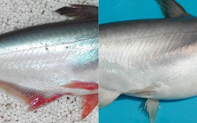 View - Loại cá đại gia giá 500.000 đồng/kg, rất ngon và hiếm, là đặc sản Nam Bộ