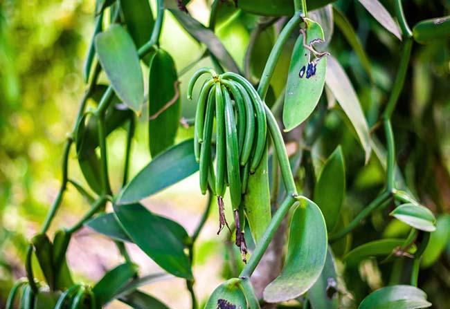 View - Việt Nam trồng thành công "siêu” hương liệu cho nhiều món ăn, giá bán lên tới 20 triệu đồng/kg