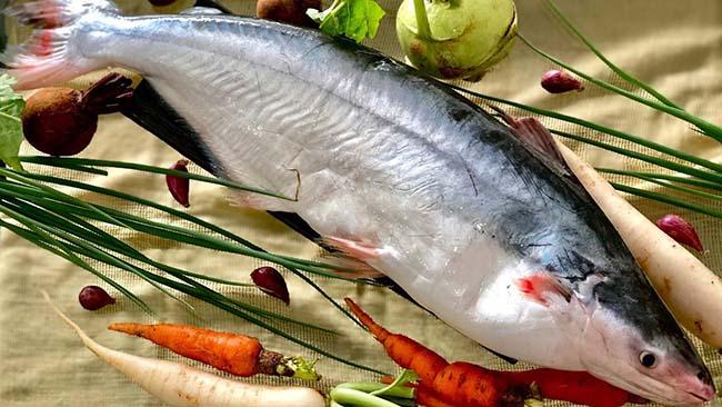 View - Loại cá đại gia giá 500.000 đồng/kg, rất ngon và hiếm, là đặc sản Nam Bộ