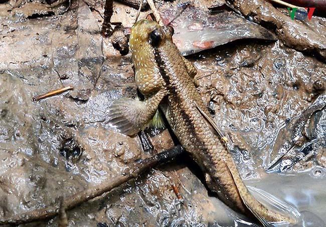 View - Loài cá biết leo cây và "chạy bộ”, thịt rất ngon, là đặc sản trứ danh Thanh Hóa, giá 200.000 đồng/kg