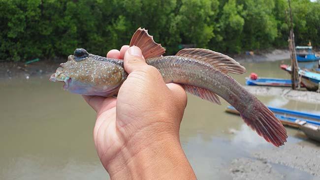 View - Loài cá biết leo cây và "chạy bộ”, thịt rất ngon, là đặc sản trứ danh Thanh Hóa, giá 200.000 đồng/kg