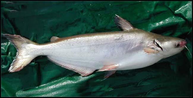 View - Loại cá đại gia giá 500.000 đồng/kg, rất ngon và hiếm, là đặc sản Nam Bộ