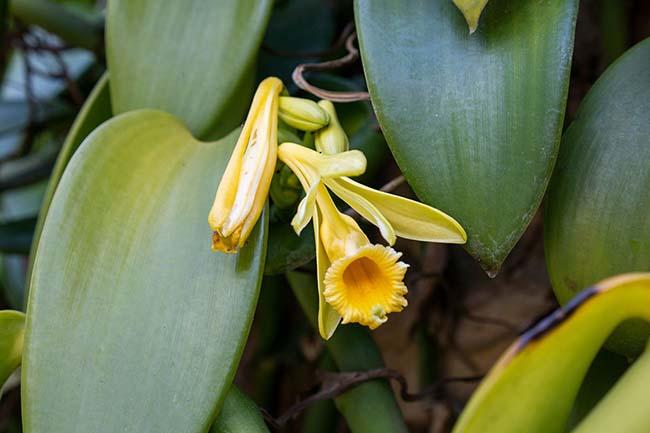 View - Việt Nam trồng thành công "siêu” hương liệu cho nhiều món ăn, giá bán lên tới 20 triệu đồng/kg