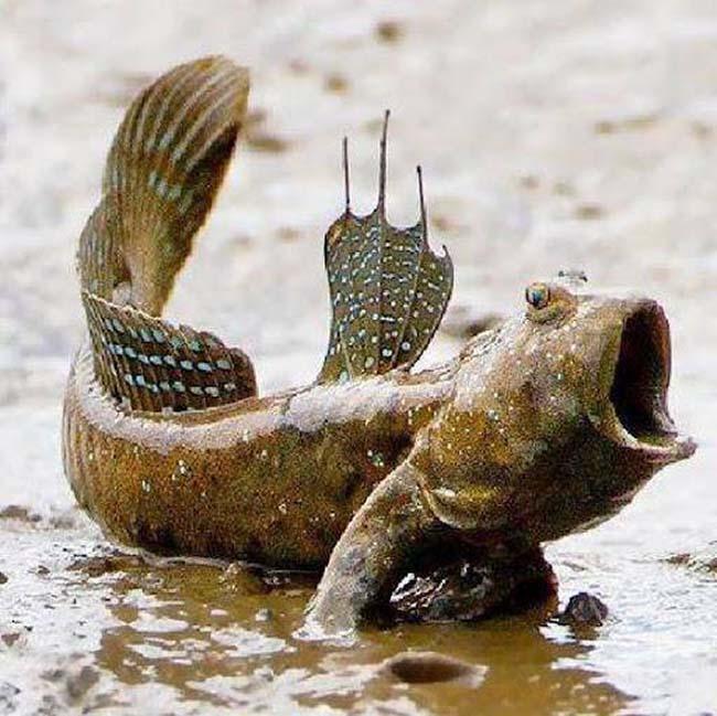 View - Loài cá biết leo cây và "chạy bộ”, thịt rất ngon, là đặc sản trứ danh Thanh Hóa, giá 200.000 đồng/kg