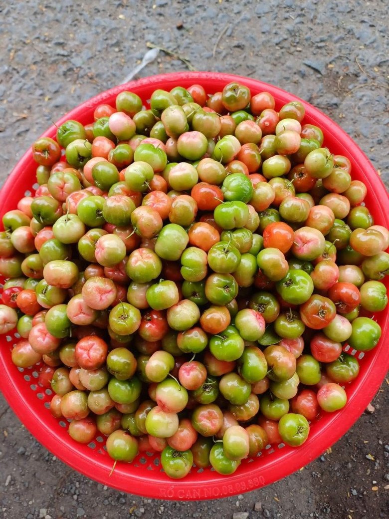 View - Loại quả trồng làm cảnh, nay thành đặc sản mùa hè được dân thành phố ưa chuộng đến lạ, 40.000 đồng/kg