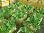 Nhà đẹp - 4 loại rau thích hợp trồng vào mùa thu, 3 ngày nảy mầm, 60 ngày sau thu hoạch được