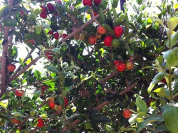 Loại quả trồng làm cảnh, nay thành đặc sản mùa hè được dân thành phố ưa chuộng đến lạ, 40.000 đồng/kg