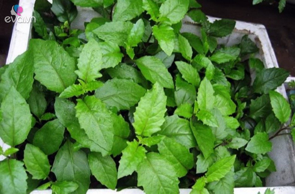 View - Loại rau mọc dại từng bị nhổ vứt đi, nay là đặc sản 80.000 đồng/kg, trồng cực dễ, cứ chạm đất là sống